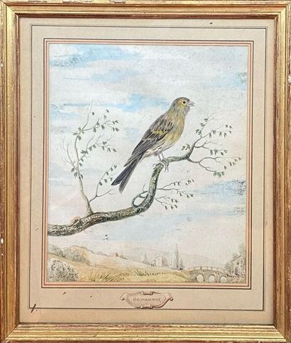 null BRONCKHORST Northern school 18th century.
Bird on a branch.
Watercolor gouache...