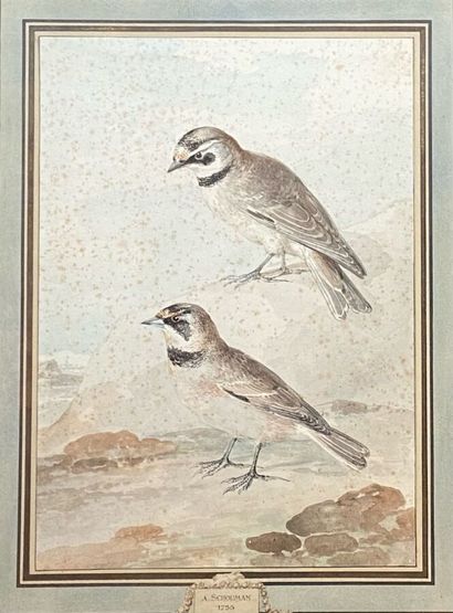 null SCHOUMAN Eart ( 1710 / 1792 )
Two birds.
Watercolor on black pencil line.
30,7...