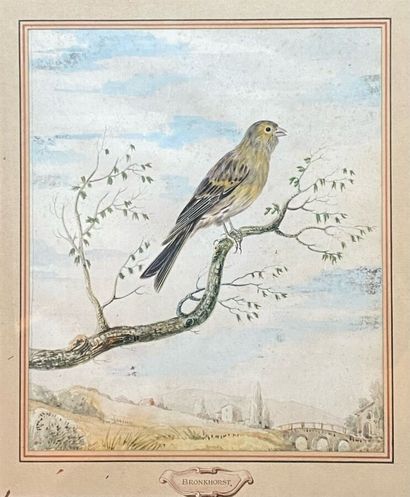 null BRONCKHORST Ecole du nord 18è siècle.
Oiseau sur une branche.
Aquarelle gouachée...