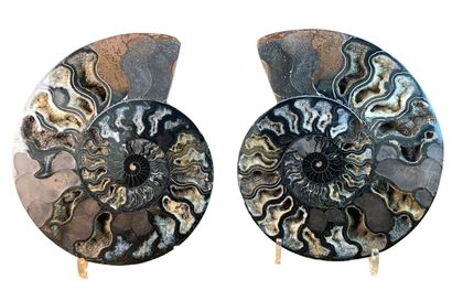 null Ammonite Cleonicera Pyrite black calcite
Majunga, Madagascar
27.5 cm

Atypical...