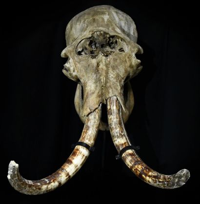 null Name: Elephas primigenius
Origin: Yakutia, Russia 
Age: Late Quaternary, around...