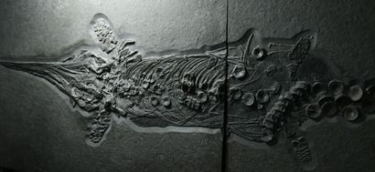 null Name: Stenopterygius quadriscissus, ichthyosaurus.
Origin: Holzmaden, Germany
Age:...