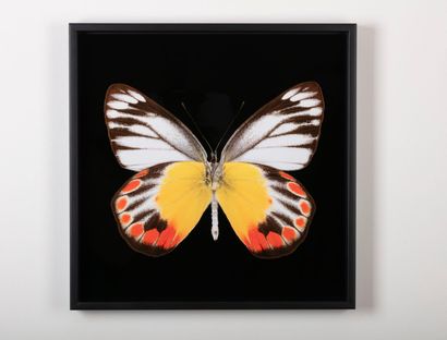 null Pascal GOET, Colias periboea V
35 x 35cm
3/30 ex. signed, with certificate of...