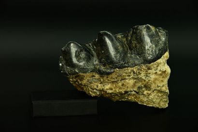 null Name: Gomphotherium angustidens tooth
Origin: Gracanica 
Age: Middle Miocene,...