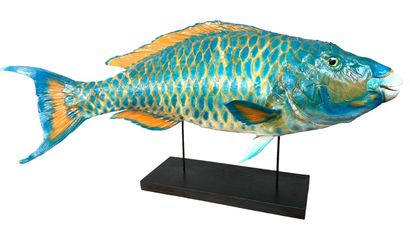null Naturalized parrot fish (XL) with base
Dim. fish 68 cm

Impressive taxidermy...