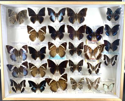 null Large format with a set of twenty-eight Charaxes in predominantly blue tones
40...