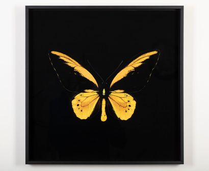 null Pascal GOET, Ornithoptera croesus croesus
50 x 50cm
1/30 ex. signed, with certificate...