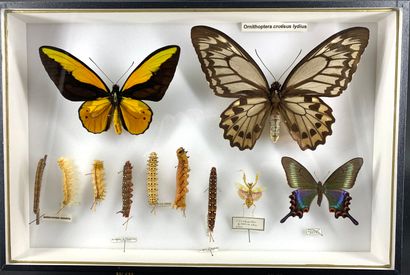 null Beautiful composition of caterpillars and butterflies
including O. croesus lydius...