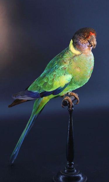 null Royal parakeet
(Alisterus scapularis, Lichtenstein 1816)
Eastern Australia

Bird...