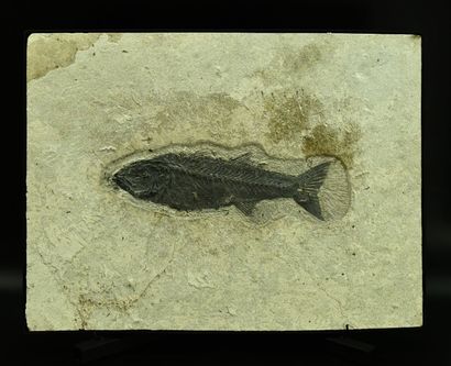 null Name: Mioplosus labracoides 
Origin: Wyoming, USA 
Age: Lower Eocene, about...