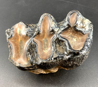 null A tooth of Gomphoterium Subtapiroideum
Miocene
Gornji-Vacuf, Bosnia-Herzegovina
13...