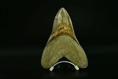 null Name: Otodus megalodon (formerly Carcharodon)
Origin: Indonesia 
Age: Middle...