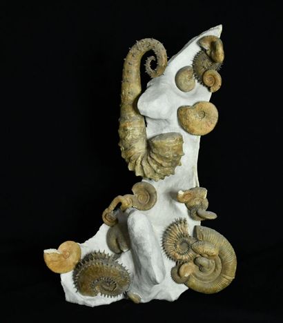 null Name: Ammonite group:
Ancyloceras kaliae, Cameroceras limentus, Costidiscus...