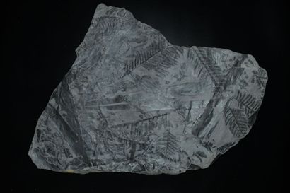 null Name: Plate of fossil plants :
Pecopteris sp., Cordaitales sp. 
Origin: Graissessac...