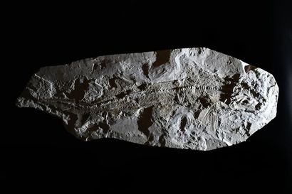 null Name: Fossil shark
Origin: Hdjula, Lebanon
Age: Cenomanian, about 95 million...