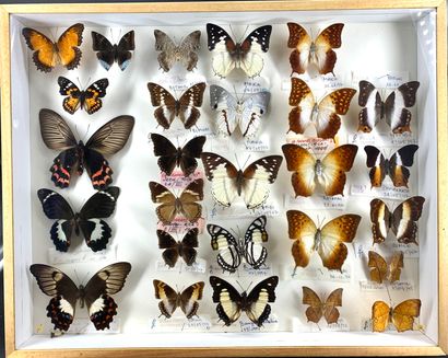 null Large format including twenty-three Charaxes and three papilios
40 x 50 cm

In...