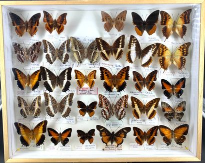 null Large format with twenty-nine Charaxes
40 x 50 cm

Very good condition, superb...