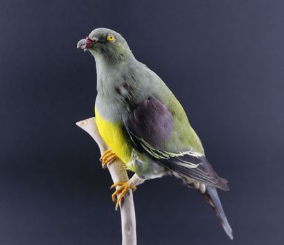 null Purple-shouldered Pigeon
(Colombar waalia)
Gambia, Africa

Bird size 32 cm
Height...