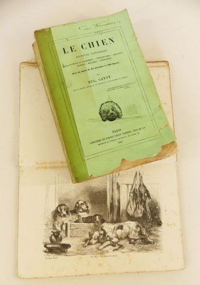 null Chiens - Eugène GAYOT. Le chien, histoire naturelle. Paris, Firmin Didot frères...