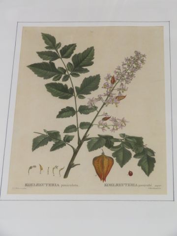 null D'après Redouté Planche de botanique, gravée en couleurs. 30 x 23 cm Encadrée...