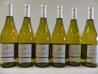 null 6 bouteilles de Côtes du Rhône 2013 terre des cigales cépage Viognier