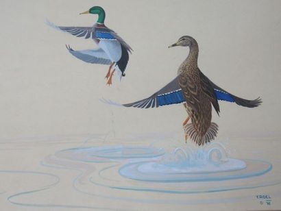 null Y. RIDEL "Couple of green-necked ducks" Watercolour drawing. Signed in ba s...