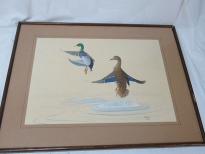 null Y. RIDEL "Couple of green-necked ducks" Watercolour drawing. Signed in ba s...