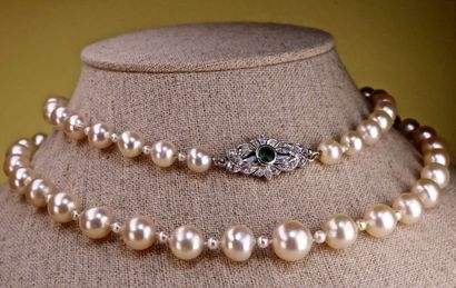 null LONG COLLIER DE 65 PERLES DE CULTURE JAPONAISES AKOYA en chute de 83 cm, perles...