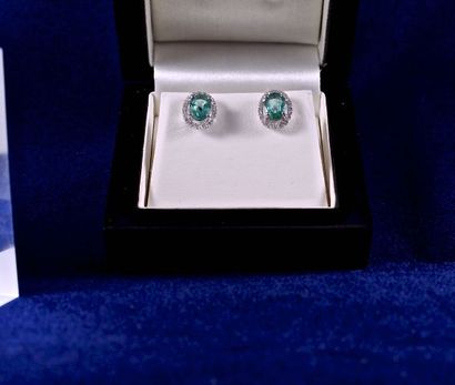null Earrings in 18 kt white gold set with 2 oval and transparent natural emeralds...