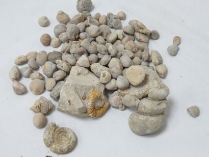 null Lot de pierres fossilisées. 1-5 cm Dans une boîte en métal.
