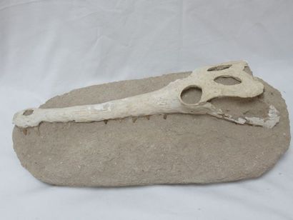 null 
Fossile de tête de reptile (éléments reconstitués en plâtre ?). Long.: 50 cm...