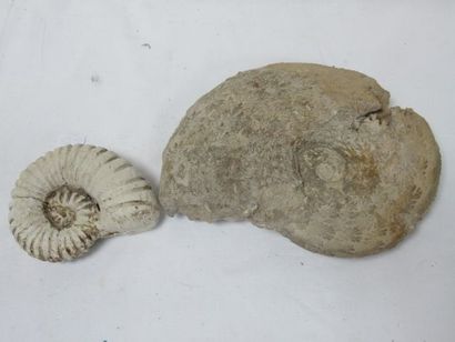 null 
Lot de deux ammonites fossilisées. Long.: 9-18 cm 



Nous proposons toute...