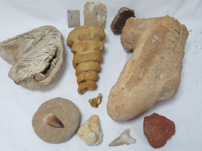 null 
Lot de pierres fossilisés, dont dents, bois pétrifié … 4-26 cm 



Nous proposons...