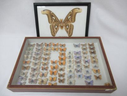 null 
Lot comprenant un coffret contenant des papillons naturalisés et un grand papillon...