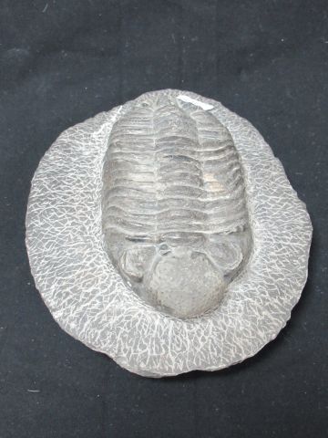 null 
Fossile de trilobite phacops . Origine Maroc. Dimensions 16 x 6 cm 



Nous...