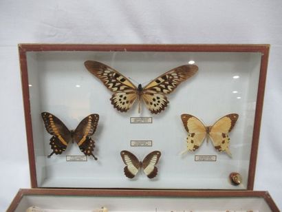 null 
Lot de deux coffrets en carton et verre contenant des papillons naturalisés....