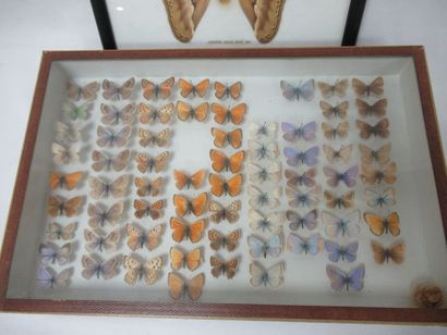 null 
Lot comprenant un coffret contenant des papillons naturalisés et un grand papillon...