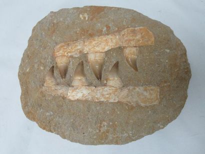 null 
Elément de mâchoire fossilisée. Long.: 20 cm 



Nous proposons toute une gamme...