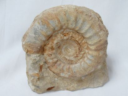 null 
Ammonite, fossile. 12 cm 



Nous proposons toute une gamme de solutions d’expédition...