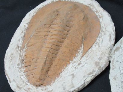 null 
Fossile de trilobite (comprenant le positif et négatif) . bel etat de conservation....