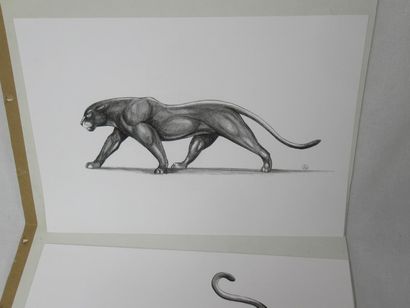 null Set of 2 pencil drawings of panthers. Monogrammed, 30x42cm, in sheets.