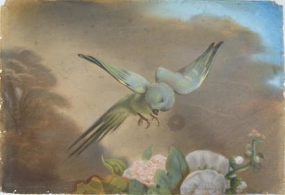 École du XIXe siècle Perroquet en vol, pastel 22 x 32 cm