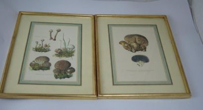 null Paire de gravures en couleurs représentant des champignons. 22 x 14 cm (à v...