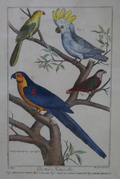 null Gravure en couleurs, issue d'un livre d'histoire naturelle, figurant des oiseaux...