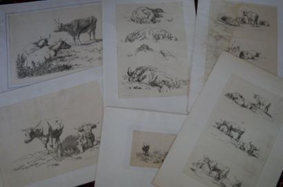 null Lot de 2 séries de 5 estampes à thème animalier : Gravures de vaches (Londres,...