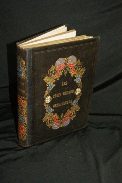 null Paul GERVAIS "Histoire naturelle des mamifère". Editions Curmer, Paris, 185...