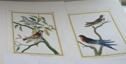 null Lot comprenant deux gravures ornithologiques, d'après Martinet, deux aquatintes,...