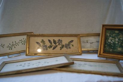 null Série d'aquarelles, figurant des dessins de botanique. 41 x 17 cm Encadrées...