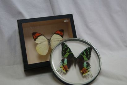 null Ensemble de deux papillons, encadrés sous verre: Urania ripheus (Madagascar)...