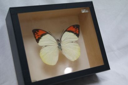 null Ensemble de deux papillons, encadrés sous verre: Urania ripheus (Madagascar)...